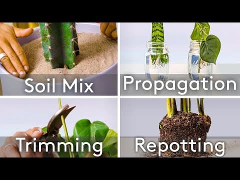 6 Key Skills For Houseplant Care, From Propagation To Repotting | Architectural Digest thumbnail