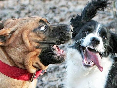 What Are the Scariest Dog Photos and Unique Art Ideas? thumbnail