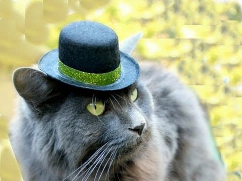 What Are Some Unique Products for Cats and Quirky Gadgets? thumbnail