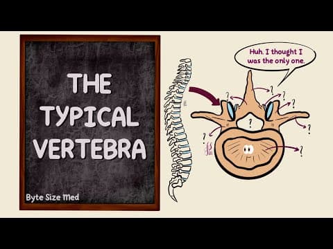 The Typical Vertebra | Parts | The Vertebral Column | Bones | Osteology | Anatomy Doodles thumbnail