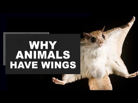 Richard Dawkins: Why Animals have wings (Part 2) thumbnail