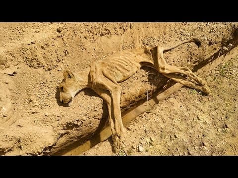 A man pulled a lion's body out of a ditch, what happened next was unbelievable thumbnail