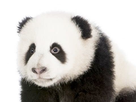 What Makes Things Cute and Why Do We Love Them? thumbnail