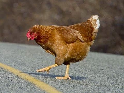 Why Is the Chicken Crossing the Road an Anti-Joke? thumbnail
