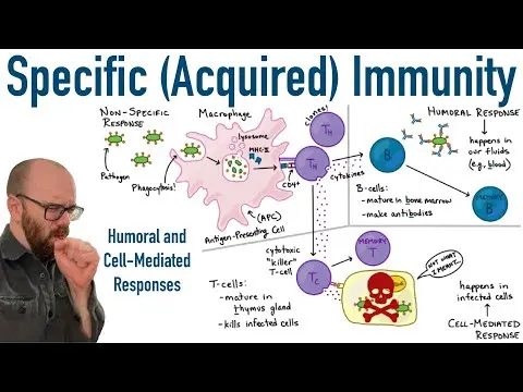Specific (Adaptive) Immunity | Humoral and Cell-Mediated Responses thumbnail