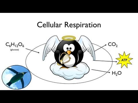What Is Cellular Respiration and How Does It Work? thumbnail