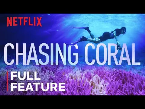 What Causes Coral Bleaching and Its Impact? thumbnail