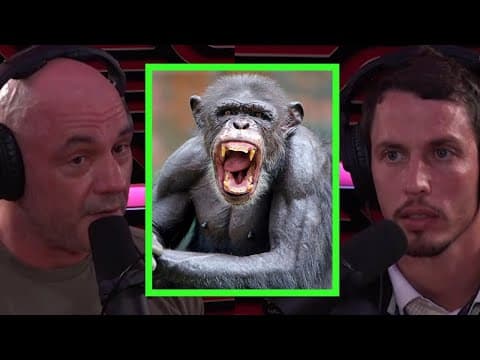 Joe Rogan Talks About Chimp Attacks thumbnail