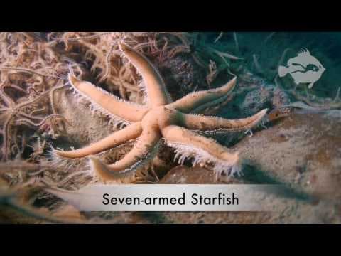 What Is the Significance of SMS Karlsruhe and Scapa Flow? thumbnail
