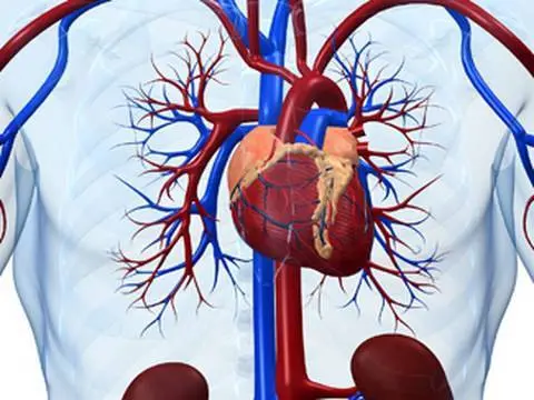 Stem Cells: Mending a broken heart? thumbnail