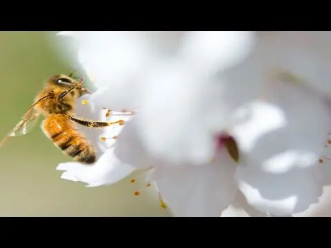 Stanford researcher warns sixth mass extinction is here thumbnail