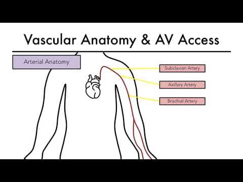 What Is Vascular Anatomy for Dialysis Access? thumbnail