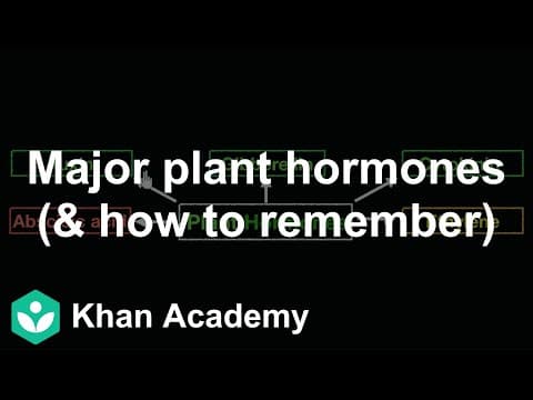 Major plant hormones (& how to remember) | Control & Coordination | Biology | Khan Academy thumbnail
