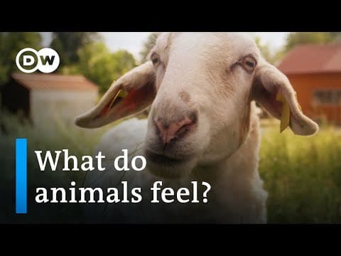 What Are the Ethical Implications of Meat Consumption? thumbnail