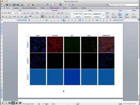 How to Insert Microscopy Images into Microsoft Word thumbnail
