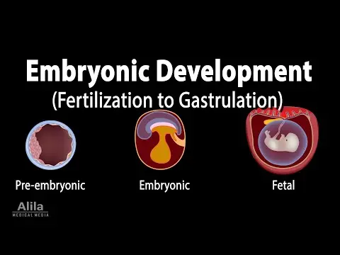 Embryology: from Fertilization to Gastrulation, Animation thumbnail