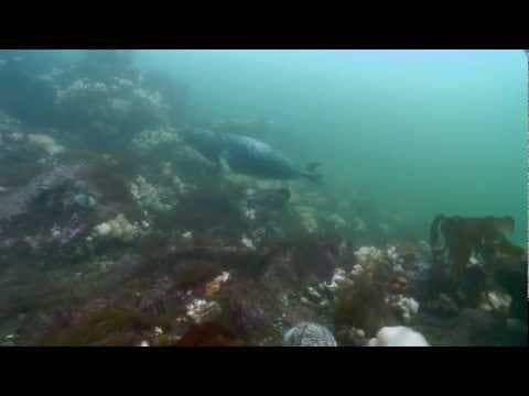 SCUBA diving in the Farne Isles thumbnail