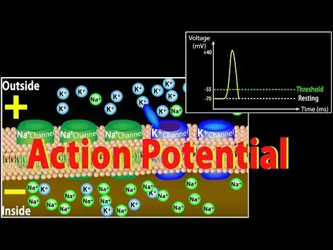 Action Potential in Neurons, Animation. thumbnail