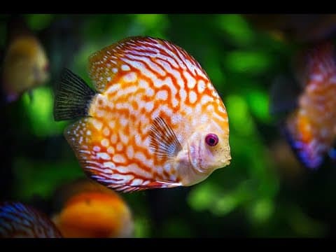A.I., The Tool Using Fish and the Puzzling Case of the Mirror Test thumbnail