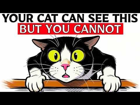 6 STRANGE Things ONLY Your Cat Can See And Hear thumbnail