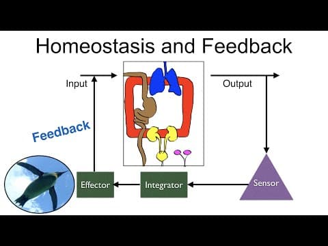 What Is Homeostasis and How Is It Maintained? thumbnail