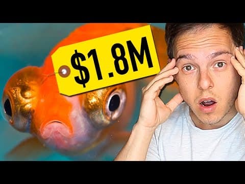 Why Would Someone Spend $1.8 Million on a Koi Fish? thumbnail