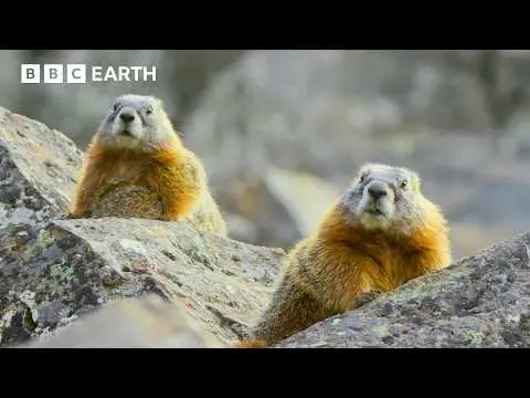 The Incredible Wildlife of Hidden Forests | BBC Earth thumbnail