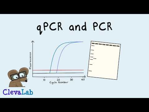 What is PCR and qPCR? | PCR Animation thumbnail