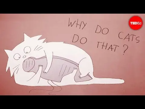 Why do cats act so weird? - Tony Buffington thumbnail