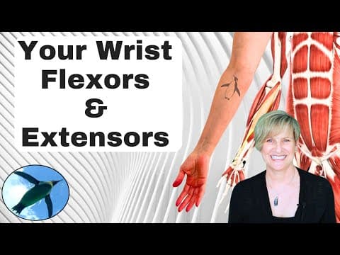 What Are the Wrist Flexor and Extensor Muscles? thumbnail