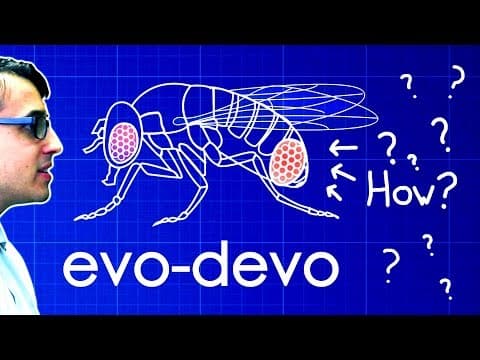 What Is Evolutionary Developmental Biology (Evo-Devo)? thumbnail